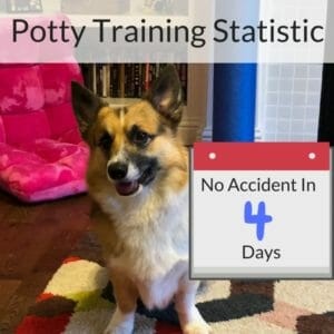 When Were Statistics Last Updated for a Heap?