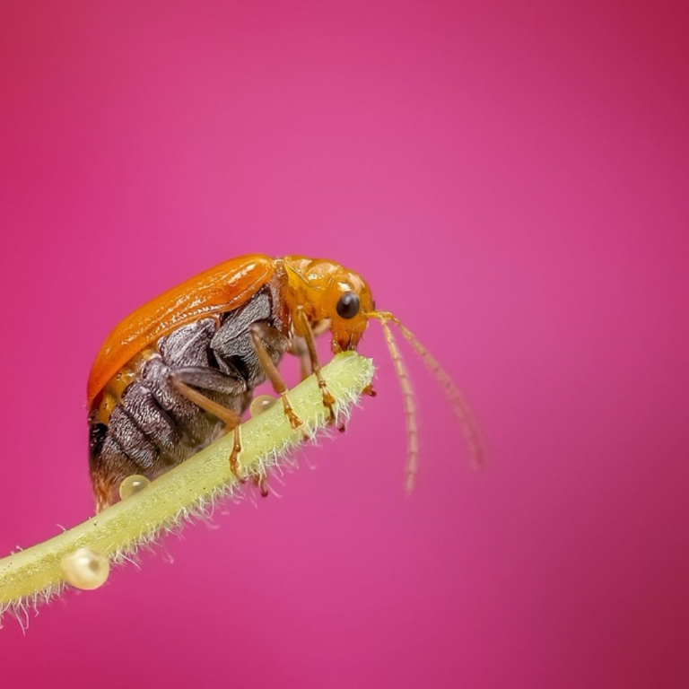 Bug: Incorrect modification_counter for Column Stats on Tables with a Clustered Columnstore Index