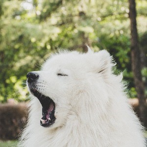 TSQL Tuesday #12: Why Are DBA Skills Necessary? Fido, Please Turn Your Head And Cough.