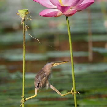 Maintaining Balance While Retraining in a New Professional Area